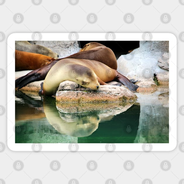 Sleepy Sea Lion Sticker by croper